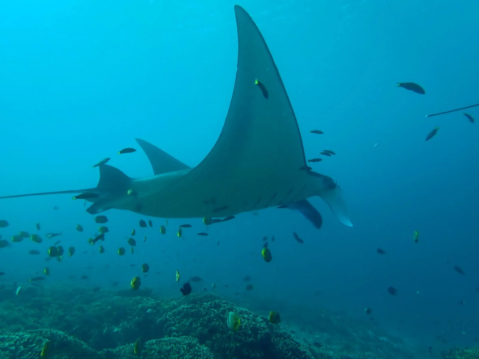 2d1n komodo tour
